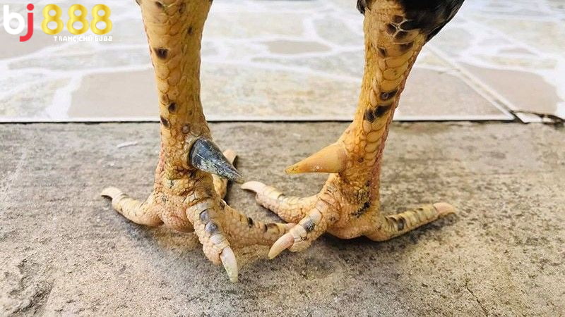 Nhìn cựa gà để xem chân gà chiến nào tốt Nhìn cựa gà để xem chân gà chiến nào tốt
