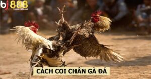 Cách coi chân gà đá hay