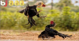 Tìm hiểu về cách làm cho gà chọi máu chiến