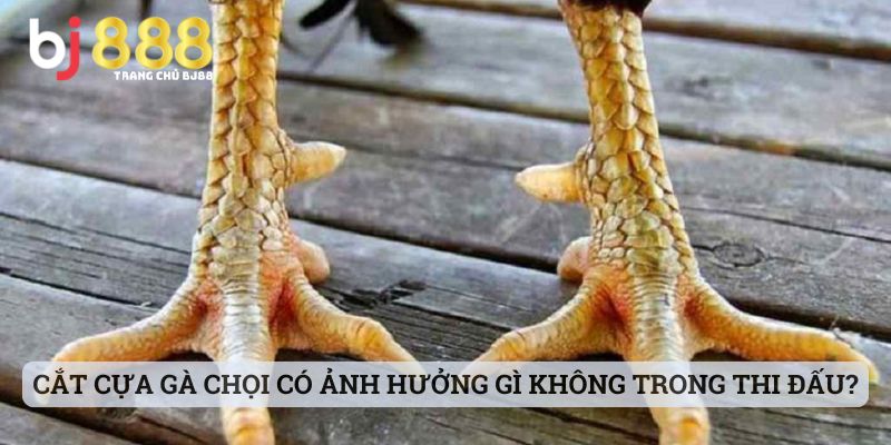 cắt cựa gà chọi có ảnh hưởng gì không Cắt cựa gà chọi có ảnh hưởng gì không trong thi đấu?