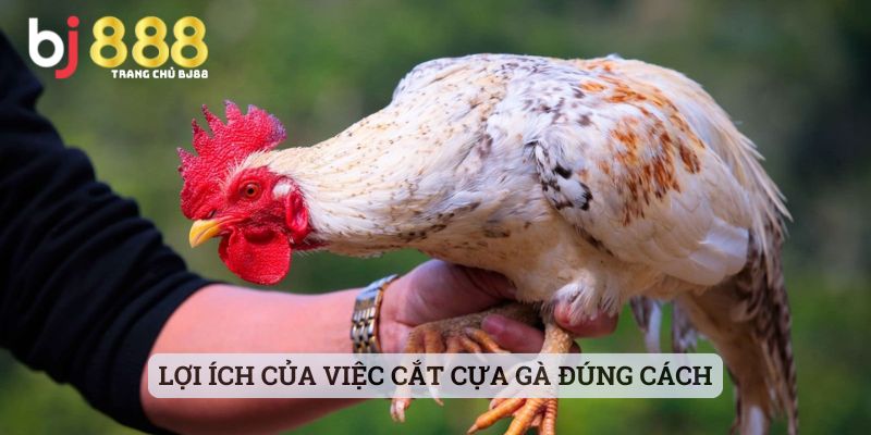 cắt cựa gà chọi có ảnh hưởng gì không Lợi ích của việc cắt cựa gà đúng cách