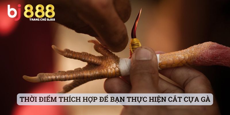 cắt cựa gà chọi có ảnh hưởng gì không Thời điểm thích hợp để bạn thực hiện cắt cựa gà