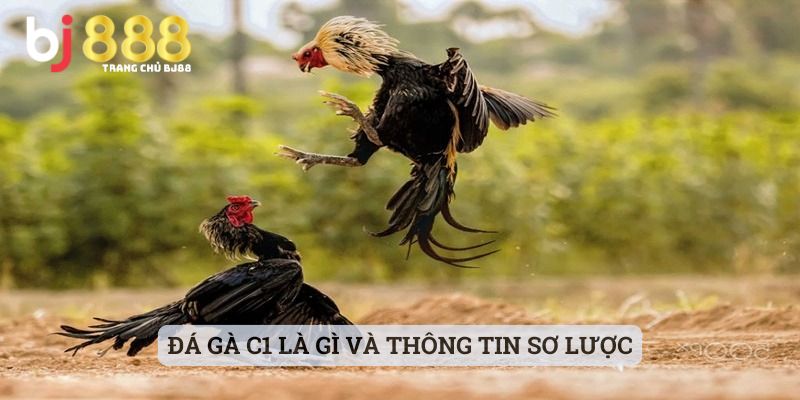 đá gà c1 là gì Đá gà C1 là gì và thông tin sơ lược