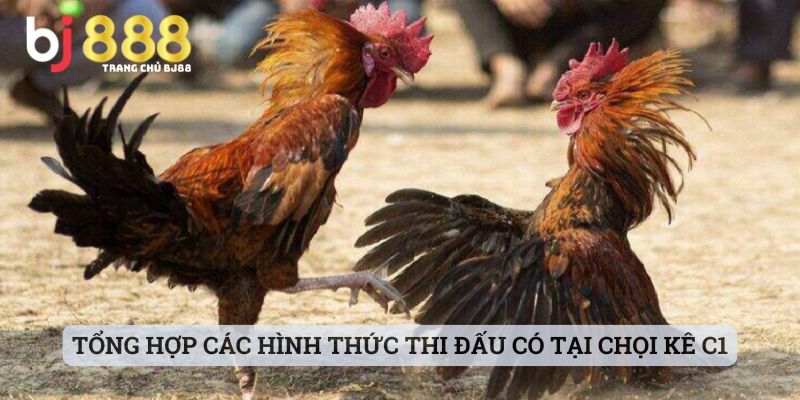 đá gà c1 là gì Tổng hợp các hình thức thi đấu có tại chọi kê C1