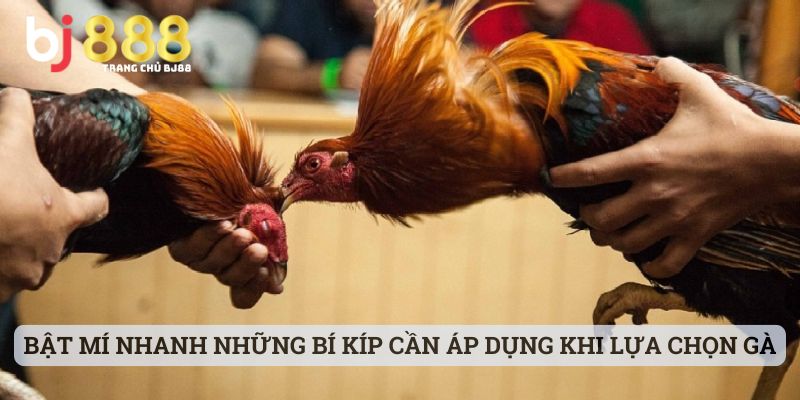 đá gà c1 là gì Bật mí nhanh những bí kíp cần áp dụng khi lựa chọn gà đá