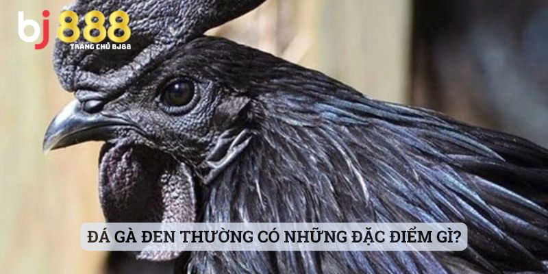 đá gà đen là gì Đá gà đen thường có những đặc điểm gì?