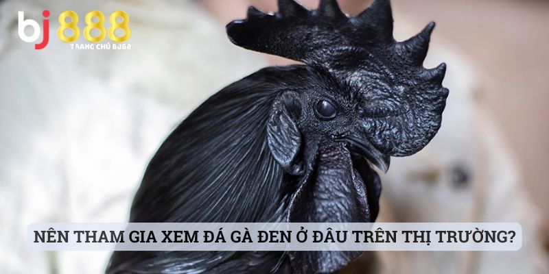 đá gà đen là gì Nên tham gia xem đá gà đen ở đâu trên thị trường hiện nay?