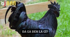 đá gà đen là gì