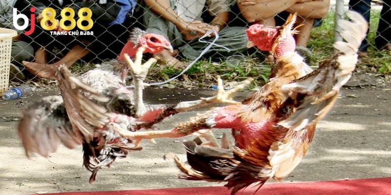 đá gà đòn là gì Giải thích về loại hình đá gà đòn