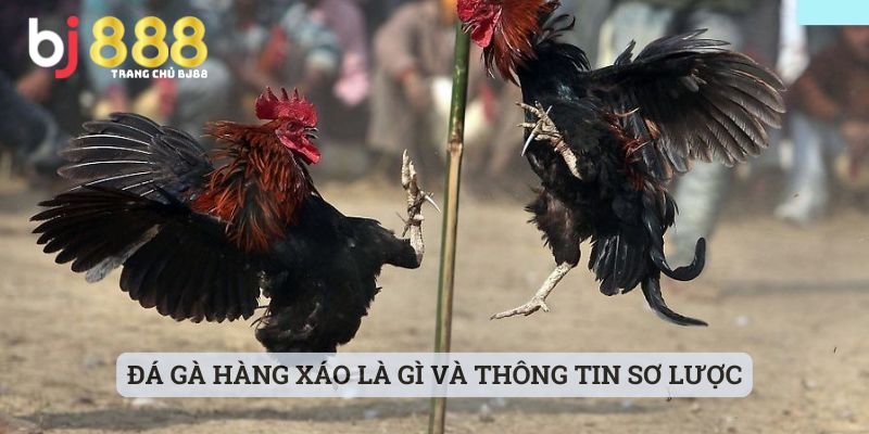 đá gà hàng xáo là gì Đá gà hàng xáo là gì và thông tin sơ lược