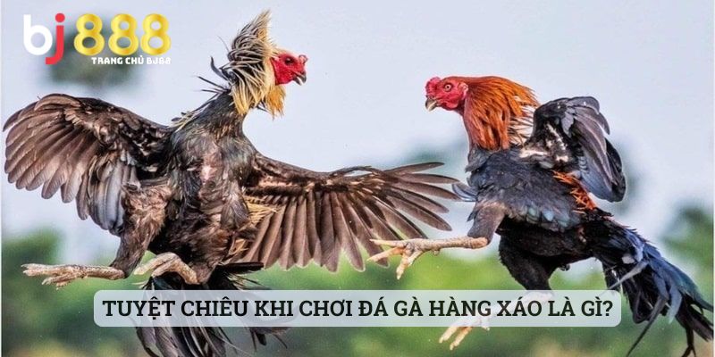 đá gà hàng xáo là gì Tuyệt chiêu khi chơi đá gà hàng xáo là gì?