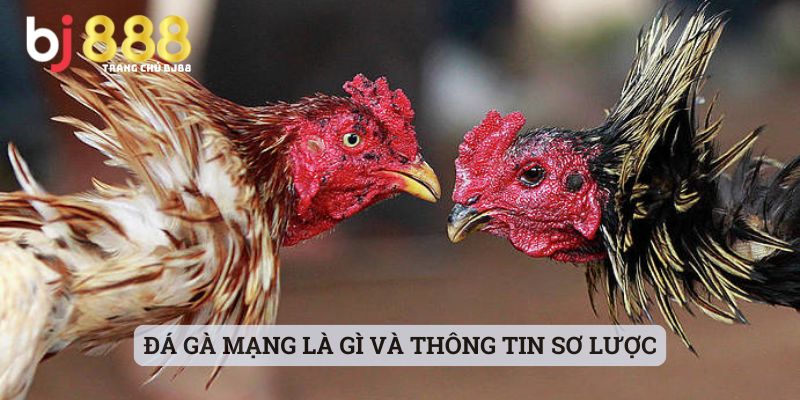 đá gà mạng là gì Đá gà mạng là gì và thông tin sơ lược