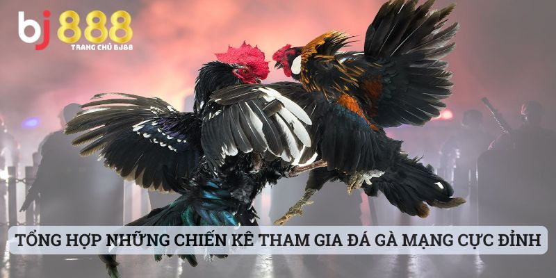 đá gà mạng là gì Tổng hợp những chiến kê tham gia đá gà mạng cực đỉnh tại BJ888