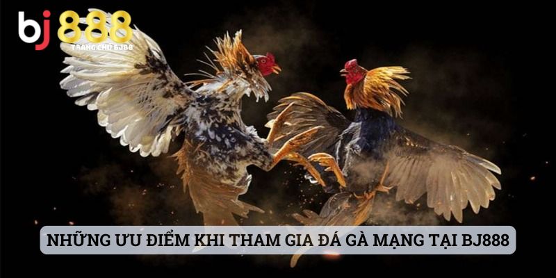 đá gà mạng là gì Những ưu điểm khi tham gia đá gà mạng tại BJ888