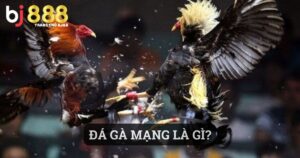 đá gà mạng là gì