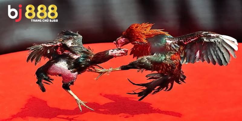 gà bướm đá ngày nào tốt nhất Giới thiệu về giống gà bướm bắt mắt