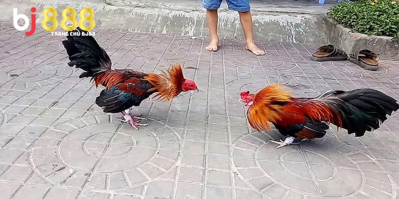 gà bướm đá ngày nào tốt nhất Dựa vào chu kỳ tuần để chọn ngày đá gà