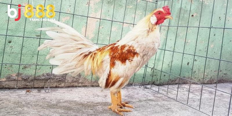 gà bướm đá ngày nào tốt nhất Lưu ý quan trọng khi chọn ngày đá gà bướm