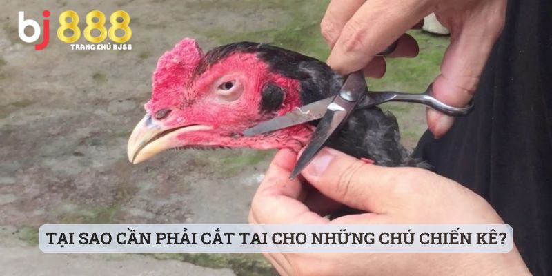 gà cắt tai bao lâu thì đá được Tại sao cần phải cắt tai cho những chú chiến kê?