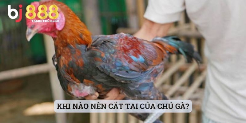 gà cắt tai bao lâu thì đá được Khi nào nên cắt tai của chú gà?