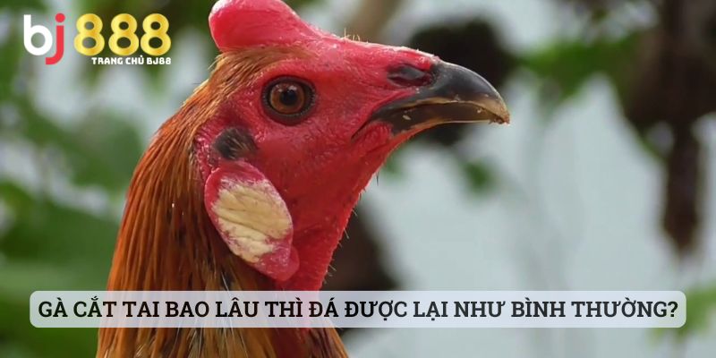 gà cắt tai bao lâu thì đá được Gà cắt tai bao lâu thì đá được lại như bình thường?