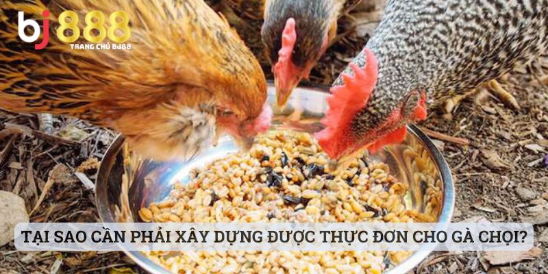 gà chọi nên cho ăn mồi gì Tại sao cần phải xây dựng được thực đơn cho gà chọi?