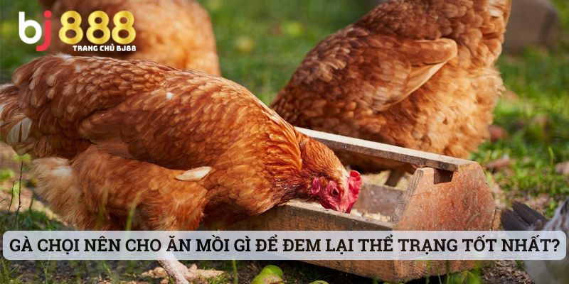 gà chọi nên cho ăn mồi gì Gà chọi nên cho ăn mồi gì để đem lại thể trạng tốt nhất?