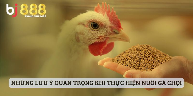 gà chọi nên cho ăn mồi gì Những lưu ý quan trọng khi thực hiện nuôi các giống gà chọi