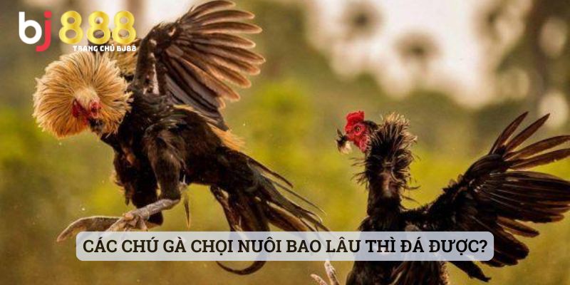 gà chọi nuôi bao lâu thì đá được Các chú gà chọi nuôi bao lâu thì đá được?
