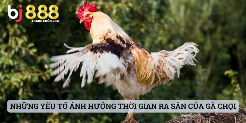 gà chọi nuôi bao lâu thì đá được Những yếu tố ảnh hưởng đến thời gian được ra sân của gà chọi