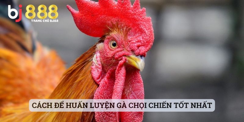 gà chọi nuôi bao lâu thì đá được Cách để huấn luyện gà chọi chiến tốt nhất