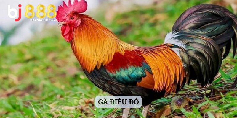 Gà Điều Đỏ