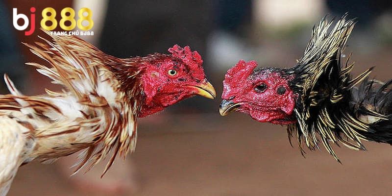 gà xám đá ngày nào tốt Lưu ý khi chọn ngày đá gà xám