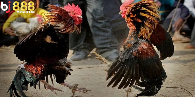 Những ký hiệu khi gà chọi thi đấu Những ký hiệu khi gà chọi thi đấu