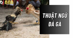 Giải mã toàn bộ thuật ngữ trong đá gà